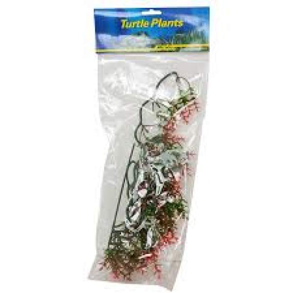 Lucky Reptile Turtle Plant